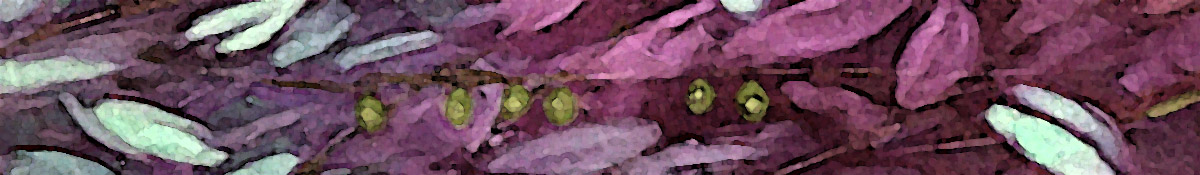 header image detail of Alexandria Levin painting